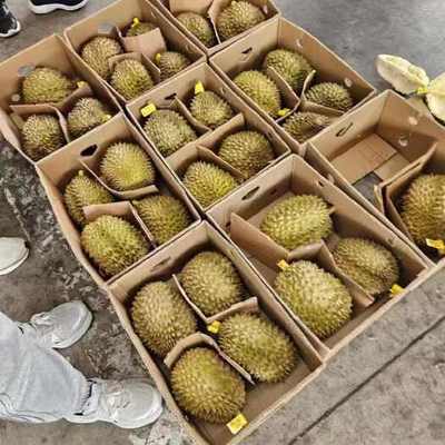 預(yù)包裝食品 4房肉以上榴蓮的供應(yīng)、價格與批發(fā)指南